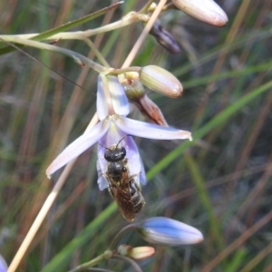 Lasioglossum (Chilalictus) lanarium at Kambah, ACT - 11 Dec 2021