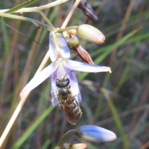 Lasioglossum (Chilalictus) lanarium at Kambah, ACT - 11 Dec 2021 06:58 PM