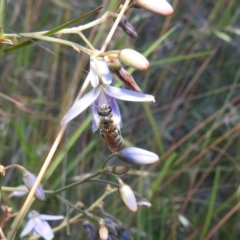 Lasioglossum (Chilalictus) lanarium at Kambah, ACT - 11 Dec 2021