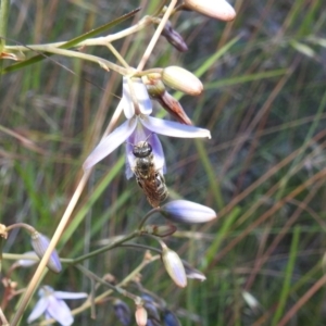 Lasioglossum (Chilalictus) lanarium at Kambah, ACT - 11 Dec 2021 06:58 PM