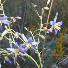 Dianella longifolia (Pale Flax Lily) at Lions Youth Haven - Westwood Farm A.C.T. - 11 Dec 2021 by HelenCross