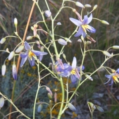 Dianella longifolia at Kambah, ACT - 11 Dec 2021