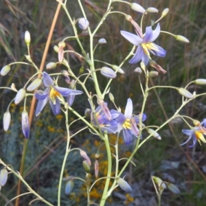 Dianella longifolia at Kambah, ACT - 11 Dec 2021