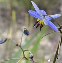 Dianella revoluta var. revoluta (Black-Anther Flax Lily) at Namadgi National Park - 12 Dec 2021 by JaneR