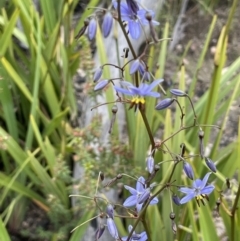 Dianella revoluta var. revoluta at Rendezvous Creek, ACT - 12 Dec 2021