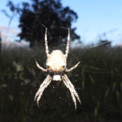 Araneinae (subfamily) (Orb weaver) at Lions Youth Haven - Westwood Farm A.C.T. - 11 Dec 2021 by HelenCross