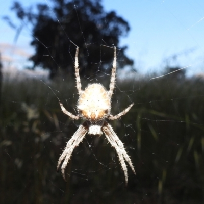 Araneinae (subfamily) (Orb weaver) at Lions Youth Haven - Westwood Farm A.C.T. - 11 Dec 2021 by HelenCross