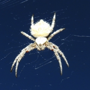 Araneinae (subfamily) at Paddys River, ACT - suppressed