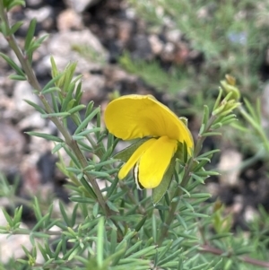 Gompholobium huegelii at Rendezvous Creek, ACT - 12 Dec 2021