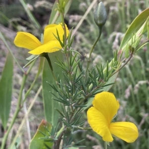 Gompholobium huegelii at Rendezvous Creek, ACT - 12 Dec 2021