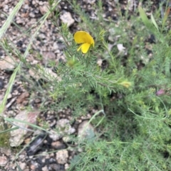 Gompholobium huegelii at Rendezvous Creek, ACT - 12 Dec 2021