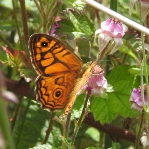 Geitoneura acantha at Urila, NSW - 12 Dec 2021