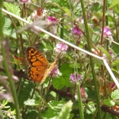 Geitoneura acantha at Urila, NSW - 12 Dec 2021