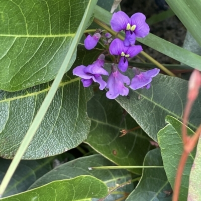 Hardenbergia violacea (False Sarsaparilla) at Rendezvous Creek, ACT - 12 Dec 2021 by JaneR