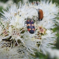 Castiarina sexplagiata (Jewel beetle) at Urila, NSW - 12 Dec 2021 by HelenCross