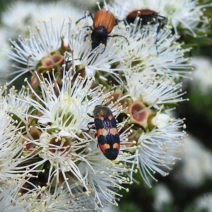 Castiarina sexplagiata at Urila, NSW - suppressed