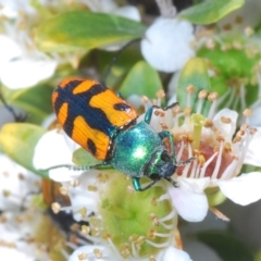 Castiarina scalaris (Scalaris jewel beetle) at Gigerline Nature Reserve - 12 Dec 2021 by Harrisi