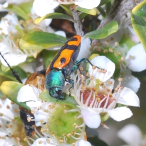 Castiarina scalaris at Tennent, ACT - 12 Dec 2021 12:29 PM