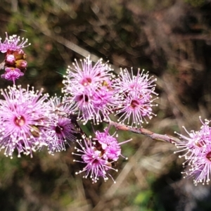 Kunzea parvifolia at Cook, ACT - 19 Oct 2021 10:55 AM