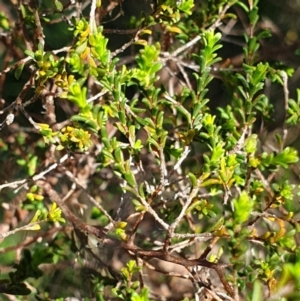 Kunzea parvifolia at Cook, ACT - 19 Oct 2021 10:55 AM