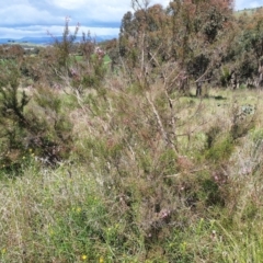 Kunzea parvifolia at Cook, ACT - 19 Oct 2021 10:55 AM