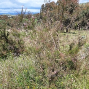 Kunzea parvifolia at Cook, ACT - 19 Oct 2021 10:55 AM