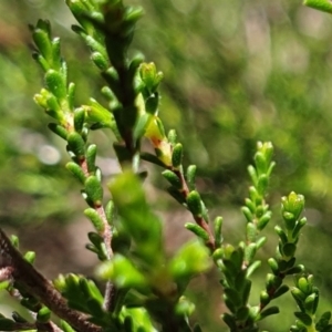 Kunzea parvifolia at Cook, ACT - 19 Oct 2021 10:55 AM