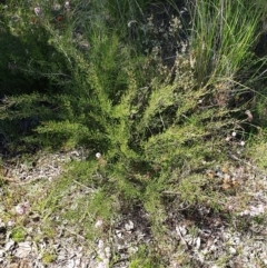 Kunzea parvifolia at Cook, ACT - 19 Oct 2021