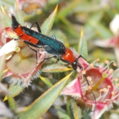 Oroderes sp. (genus) (A longhorn beetle) at Tinderry, NSW - 11 Dec 2021 by Harrisi