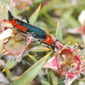 Oroderes sp. (genus) at Tinderry, NSW - 12 Dec 2021