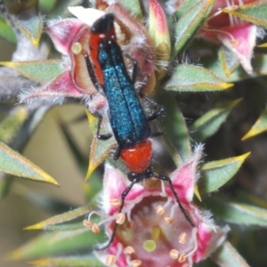 Oroderes sp. (genus) at Tinderry, NSW - 12 Dec 2021