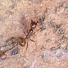 Aphaenogaster longiceps (Funnel ant) at Greenleigh, NSW - 12 Dec 2021 by trevorpreston