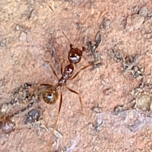 Aphaenogaster longiceps at Greenleigh, NSW - 12 Dec 2021 11:06 AM