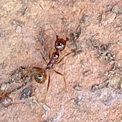 Aphaenogaster longiceps (Funnel ant) at QPRC LGA - 12 Dec 2021 by tpreston