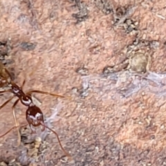 Aphaenogaster longiceps at Greenleigh, NSW - 12 Dec 2021 11:06 AM