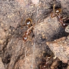 Aphaenogaster longiceps at Greenleigh, NSW - 12 Dec 2021 11:06 AM