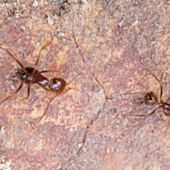 Aphaenogaster longiceps at Greenleigh, NSW - 12 Dec 2021 11:06 AM