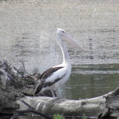 Pelecanus conspicillatus (Australian Pelican) at Fyshwick, ACT - 12 Dec 2021 by MatthewFrawley