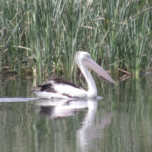 Pelecanus conspicillatus at Fyshwick, ACT - 12 Dec 2021 04:04 PM