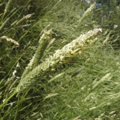 Phalaris aquatica (Phalaris, Australian Canary Grass) at Fyshwick, ACT - 12 Dec 2021 by MatthewFrawley