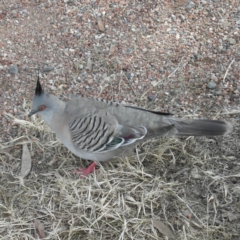 Ocyphaps lophotes (Crested Pigeon) at Fyshwick, ACT - 12 Dec 2021 by MatthewFrawley