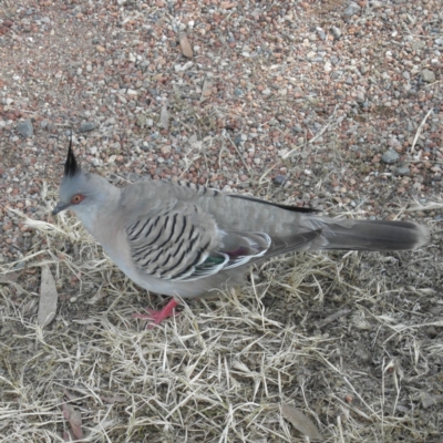 Ocyphaps lophotes (Crested Pigeon) at Jerrabomberra Wetlands - 12 Dec 2021 by MatthewFrawley