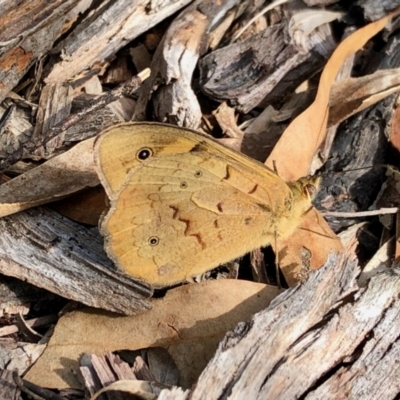 Heteronympha merope (Common Brown Butterfly) at Namadgi National Park - 10 Dec 2021 by KMcCue