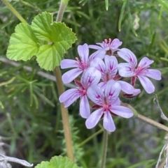 Pelargonium australe (Austral Stork's-bill) at Namadgi National Park - 12 Dec 2021 by JaneR