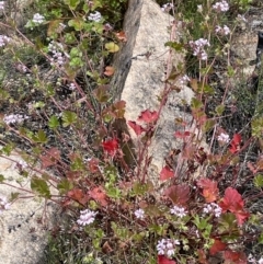 Pelargonium australe at Rendezvous Creek, ACT - 12 Dec 2021