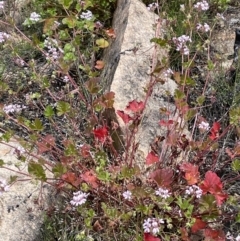 Pelargonium australe at Rendezvous Creek, ACT - 12 Dec 2021 11:50 AM