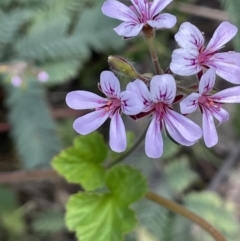 Pelargonium australe at Rendezvous Creek, ACT - 12 Dec 2021 11:50 AM