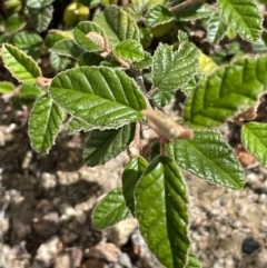 Pomaderris betulina (Birch Pomaderris) at Rendezvous Creek, ACT - 12 Dec 2021 by JaneR