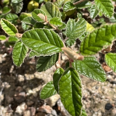 Pomaderris betulina (Birch Pomaderris) at Namadgi National Park - 12 Dec 2021 by JaneR