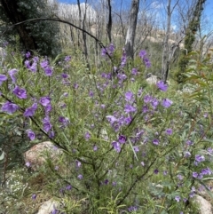 Solanum linearifolium (Kangaroo Apple) at Rendezvous Creek, ACT - 12 Dec 2021 by JaneR